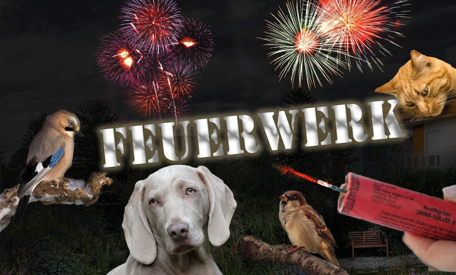 Feuerwerk - Die Laute Gefahr - Garten Steinfeld